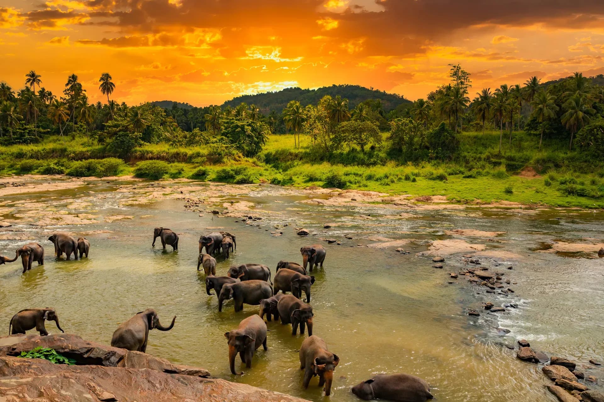 Elephants bathing in the river at Pinnawala
