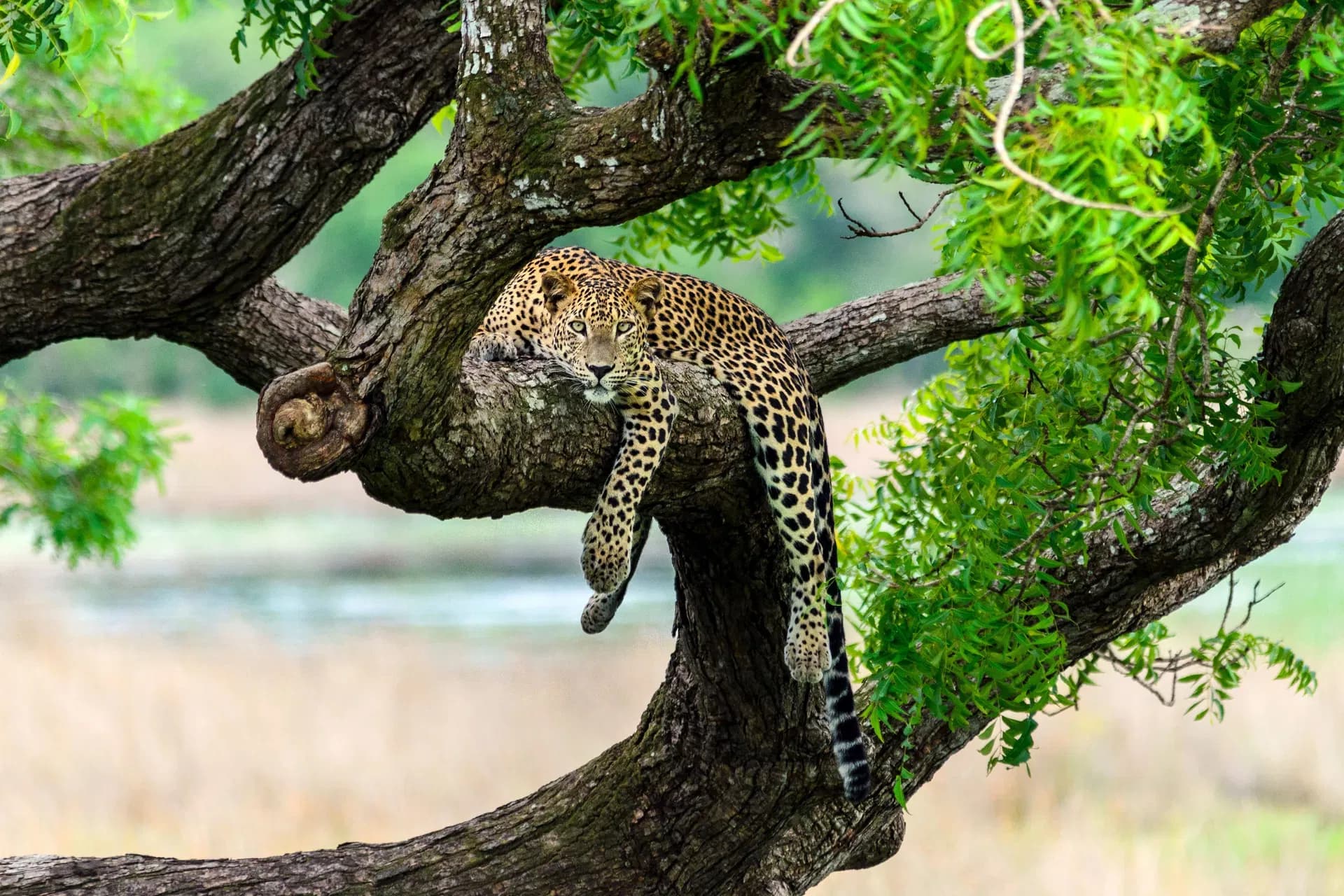Sri Lankan leopard resting on a tree branch in Yala